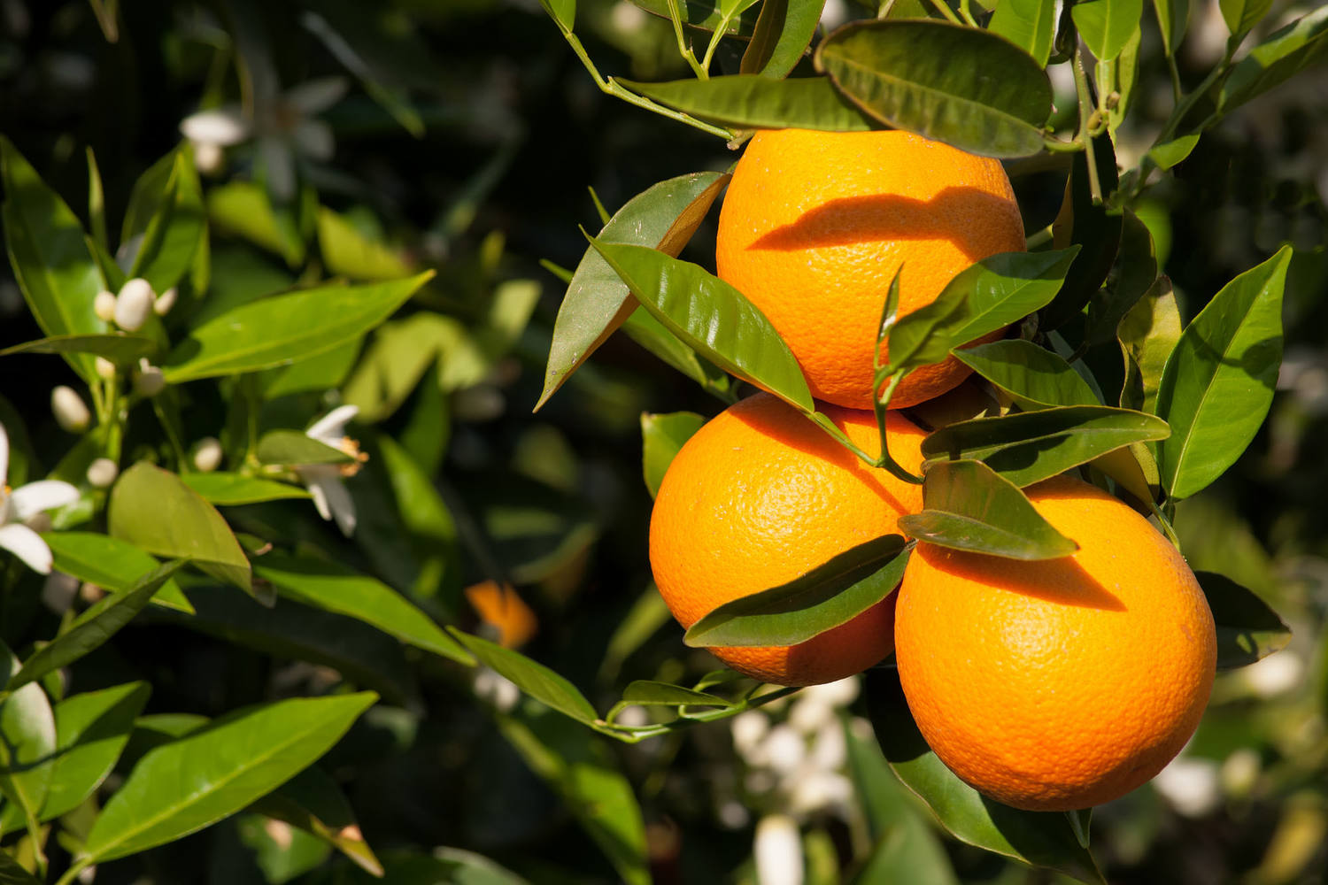 Perssinaasappel klein 64-73mm kist 15 kilogram 3
